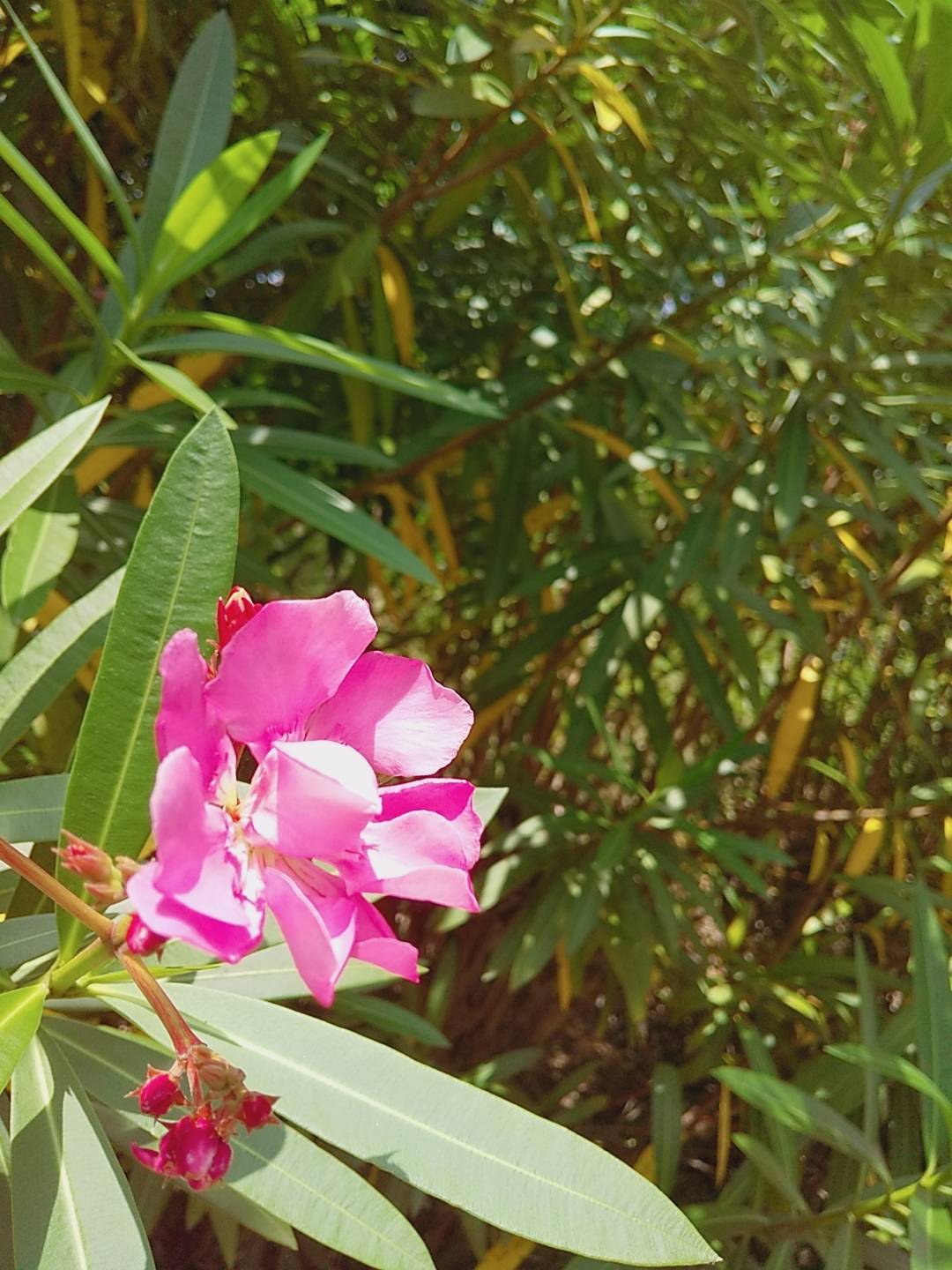 緑の葉の間に咲くピンクの花