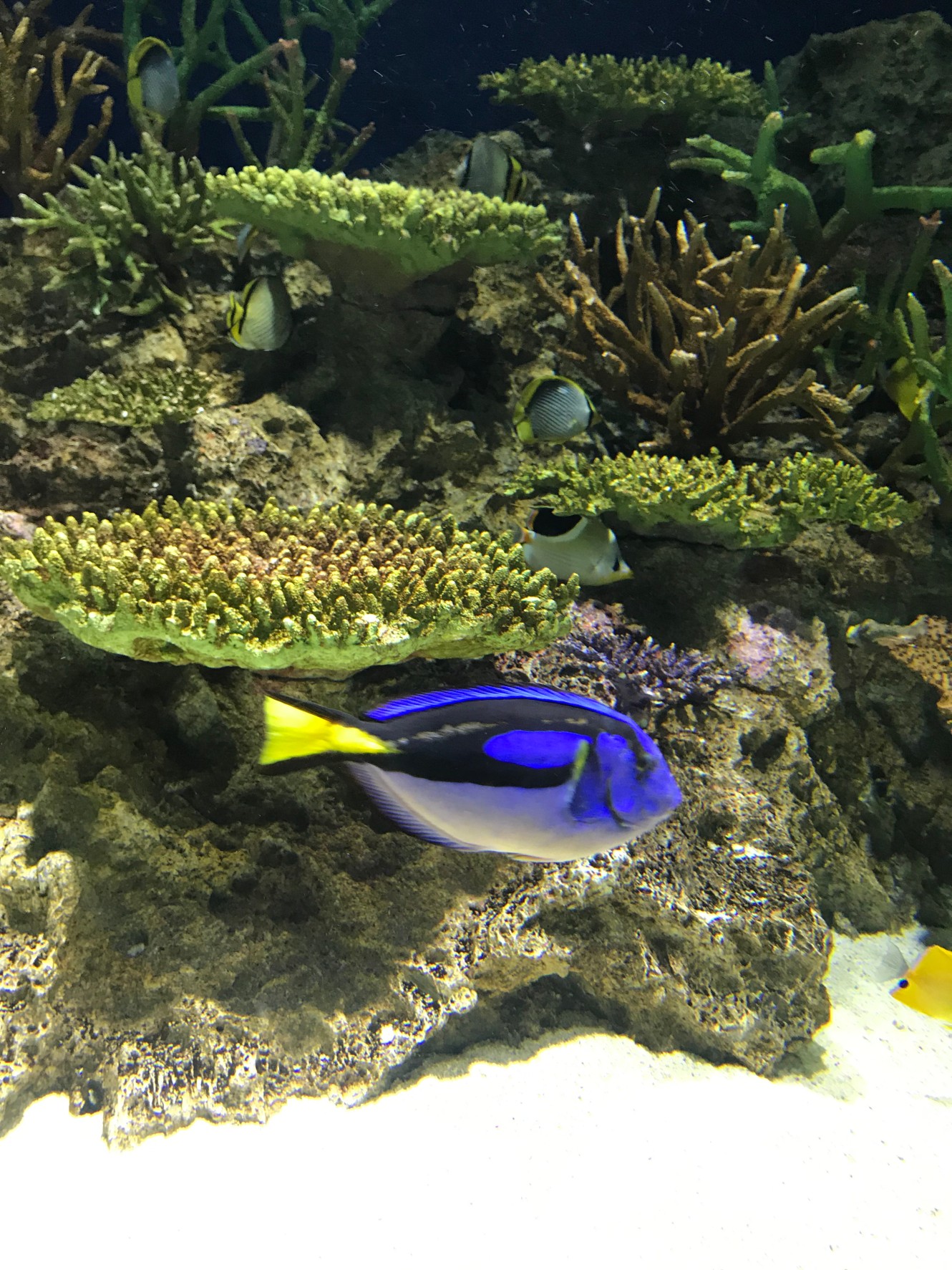 水槽のサンゴの間を泳ぐ熱帯魚