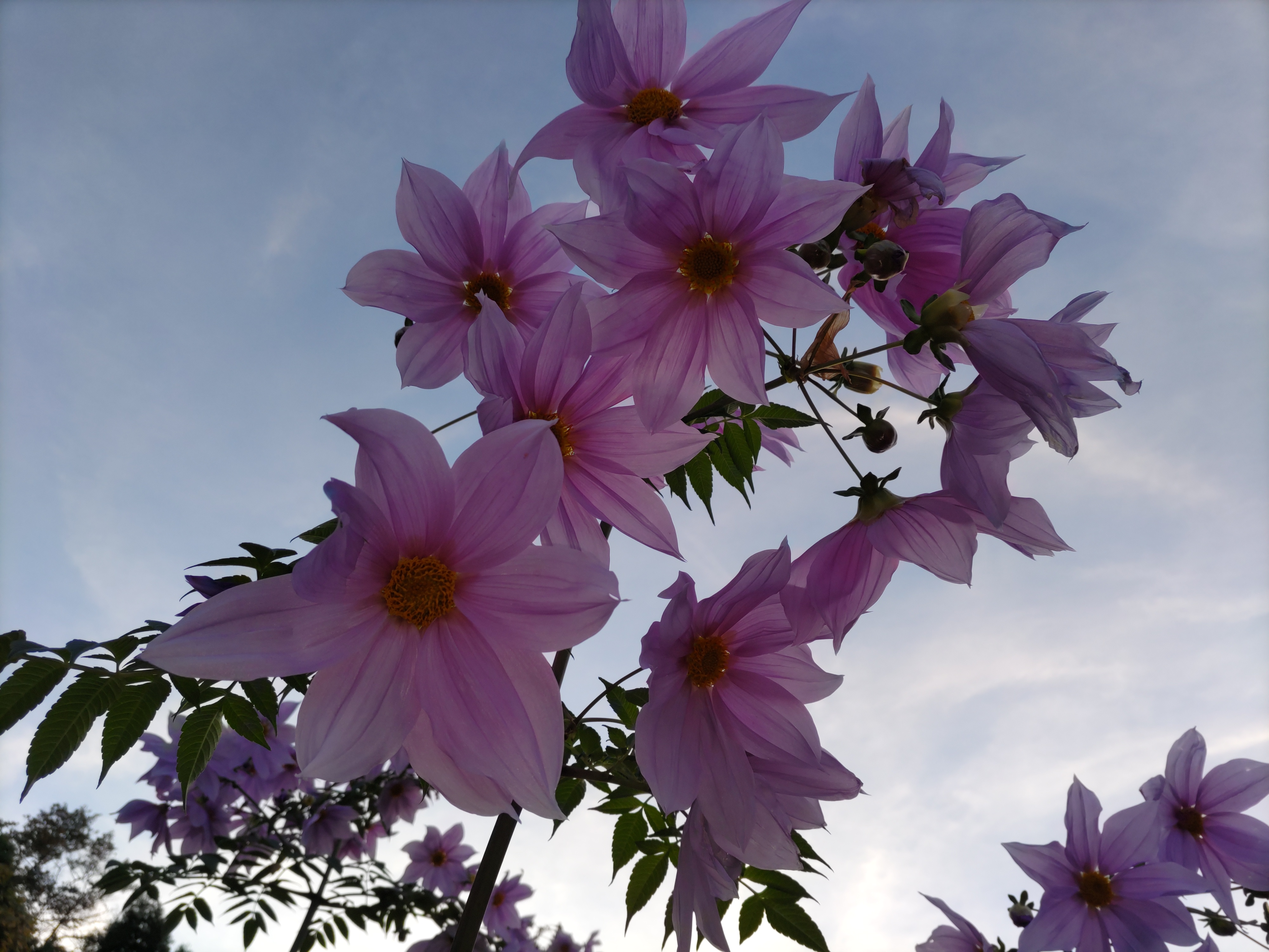 冬の前にに咲く大輪の花