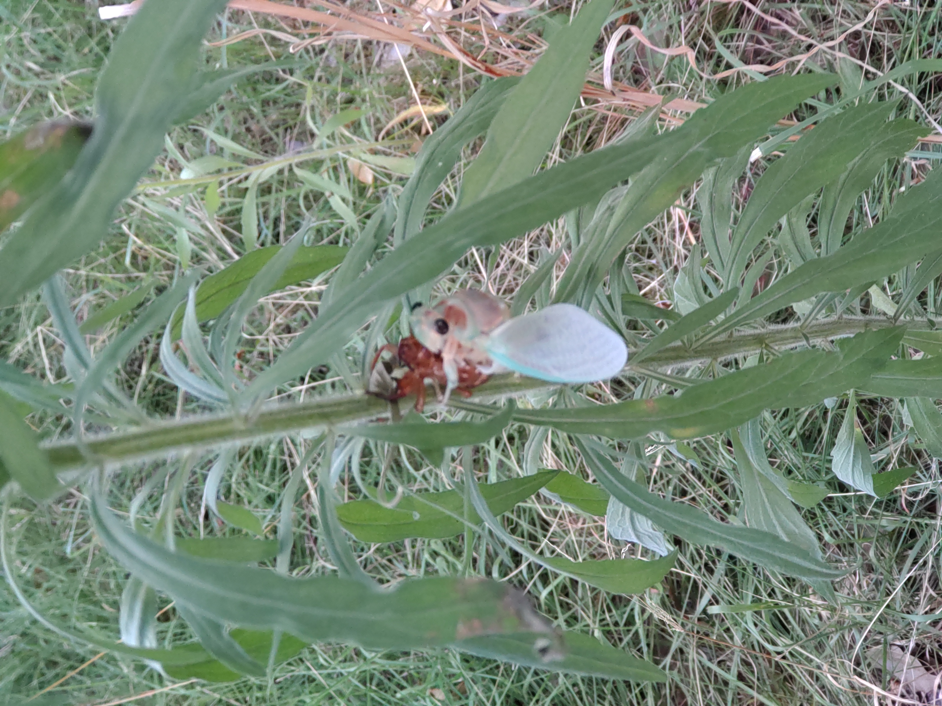 緑の植物にとまる羽のある昆虫